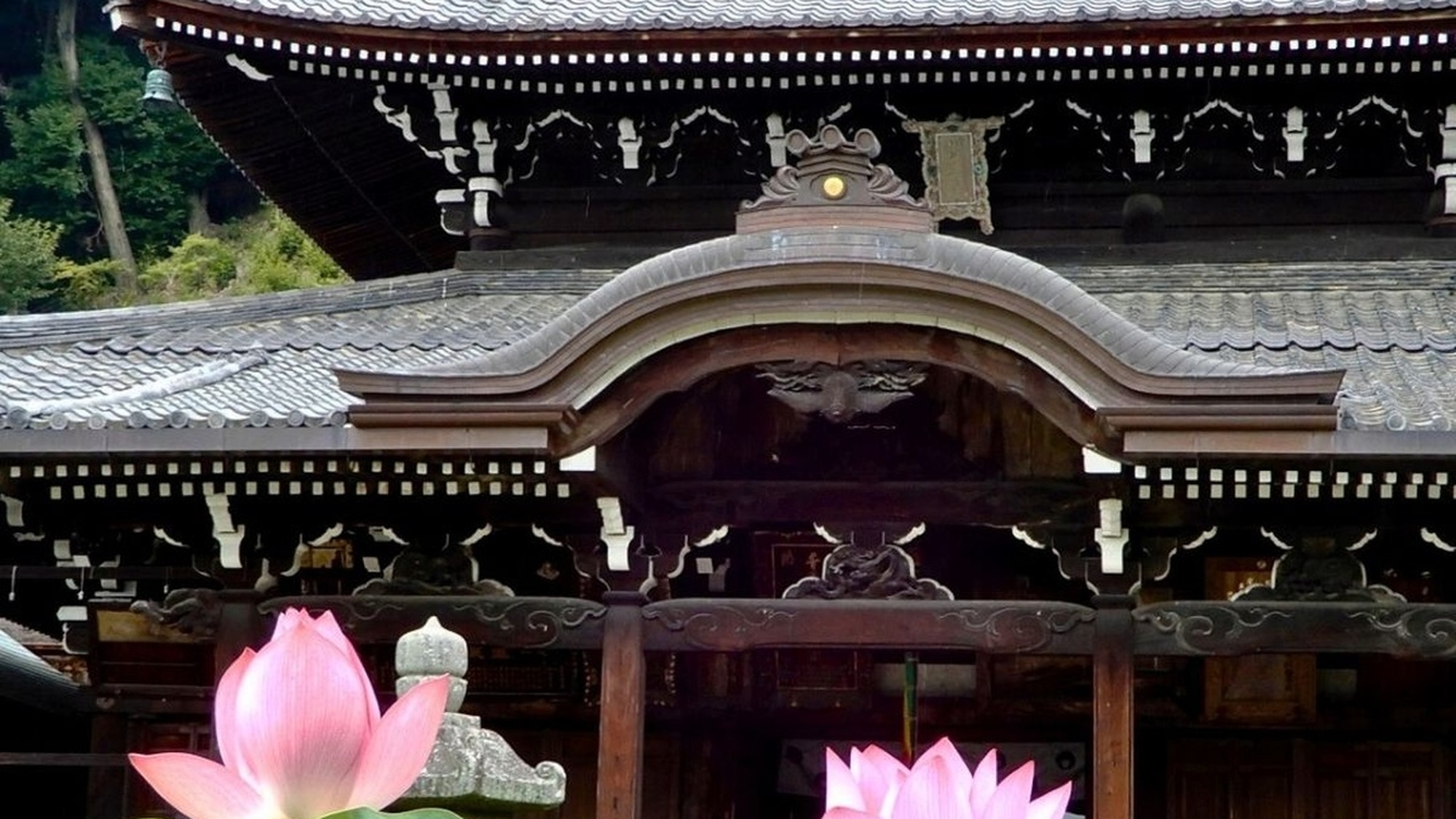 （三室戸寺）6月下旬～8月上旬ごろまで『蓮園』を開催中です。