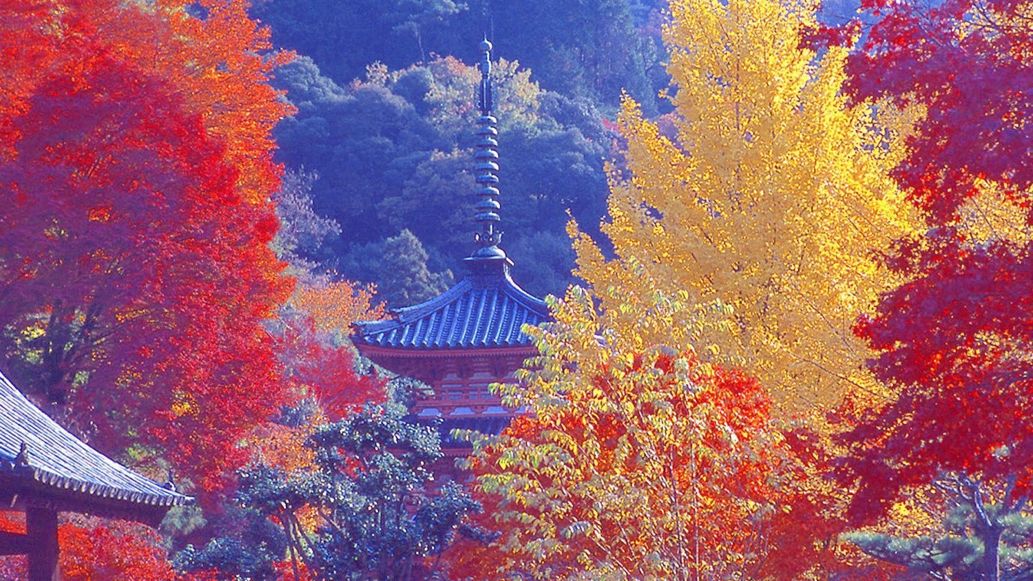 （秋）紅葉の季節「宇治川」※画像はイメージ