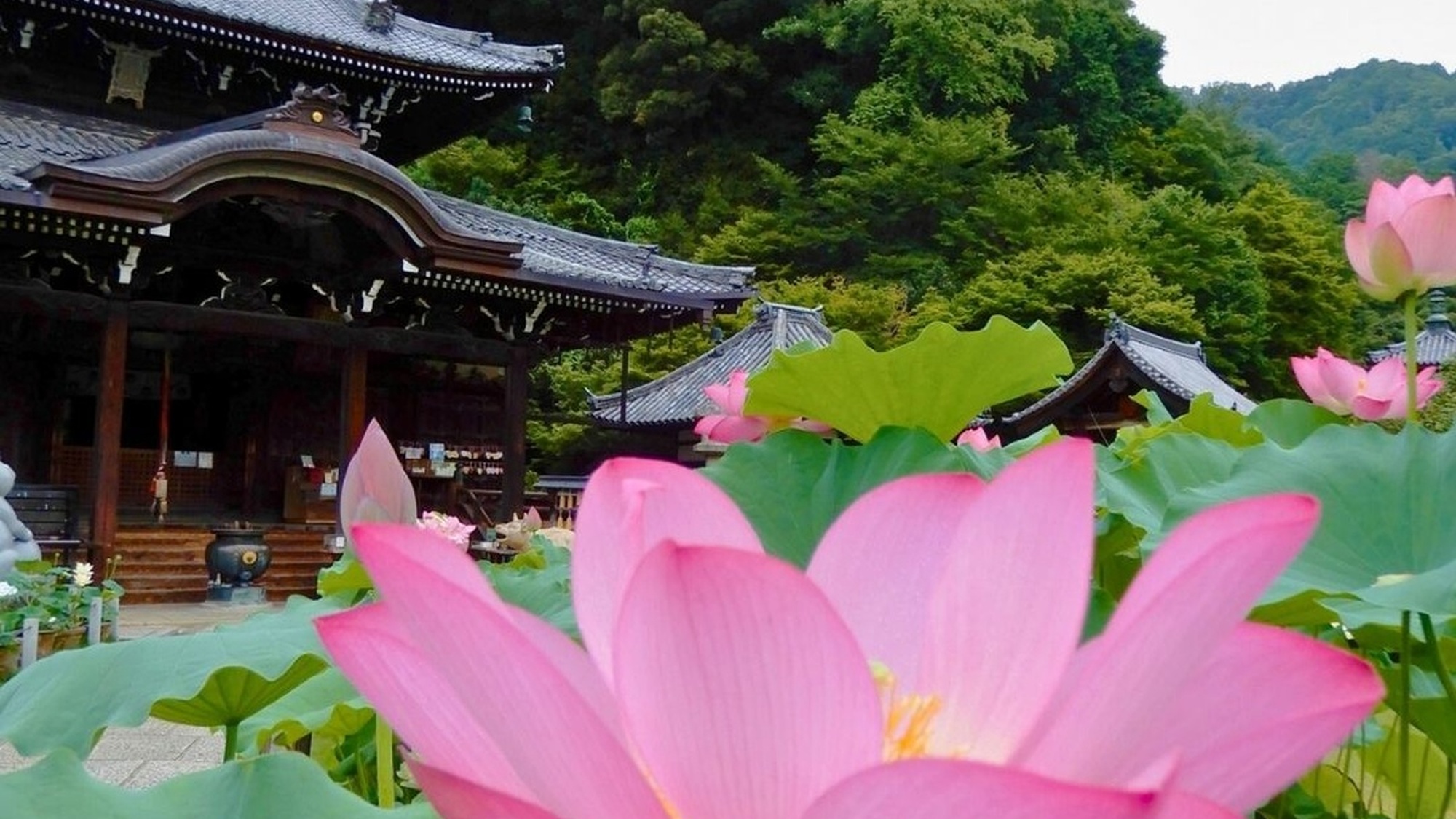 （三室戸寺）6月下旬～8月上旬ごろまで『蓮園』を開催中です。