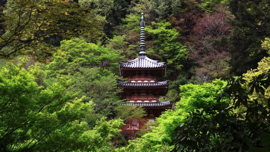 （三室戸寺）通称「あじさい寺」とも呼ばれ、京都イチあじさいの名所。※画像はイメージ