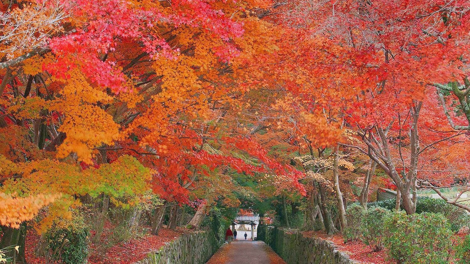 （秋の興聖寺）琴坂で有名な禅宗・曹洞宗の寺院です。※画像はイメージ