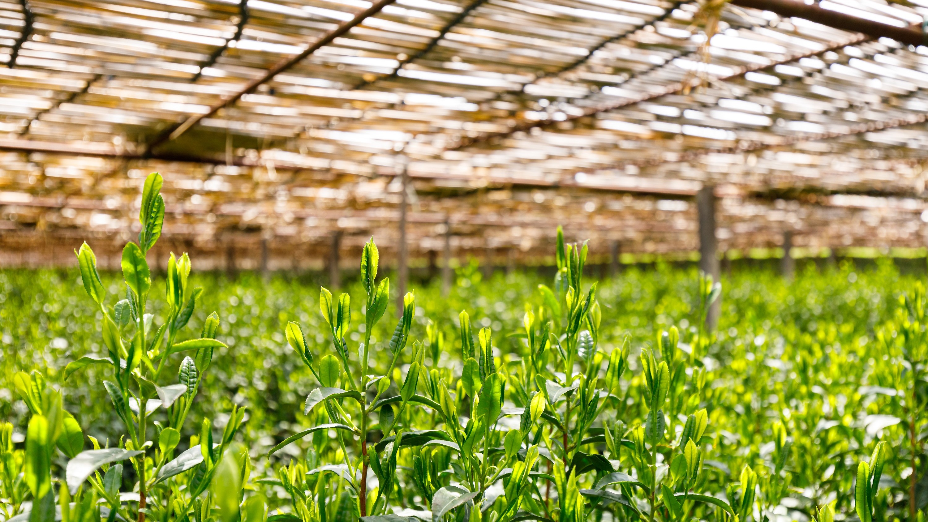 （春）宇治茶畑の葉、一枚一枚に心を込めて※画像はイメージ