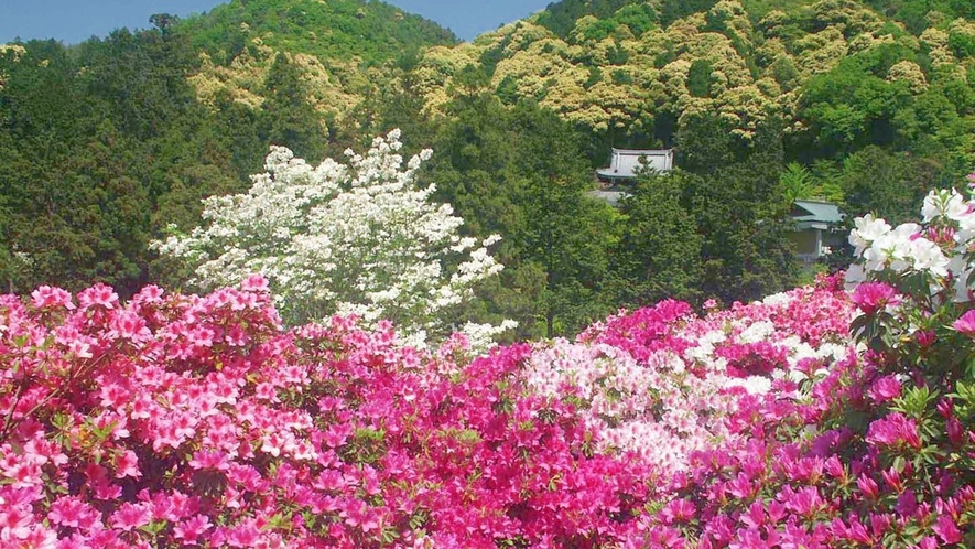 （三室戸寺）通称「あじさい寺」とも呼ばれ、京都イチあじさいの名所。※画像はイメージ