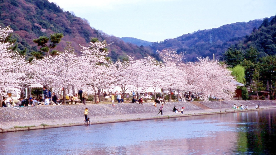 （春）桜の季節「宇治川」※画像はイメージ