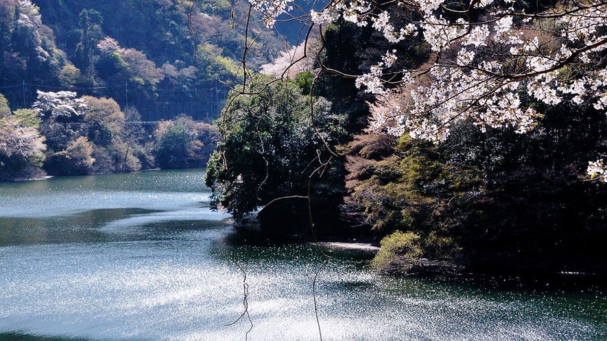 （春）桜の季節「宇治川」※画像はイメージ