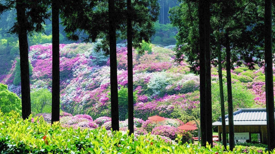 （三室戸寺）通称「あじさい寺」とも呼ばれ、京都イチあじさいの名所。※画像はイメージ