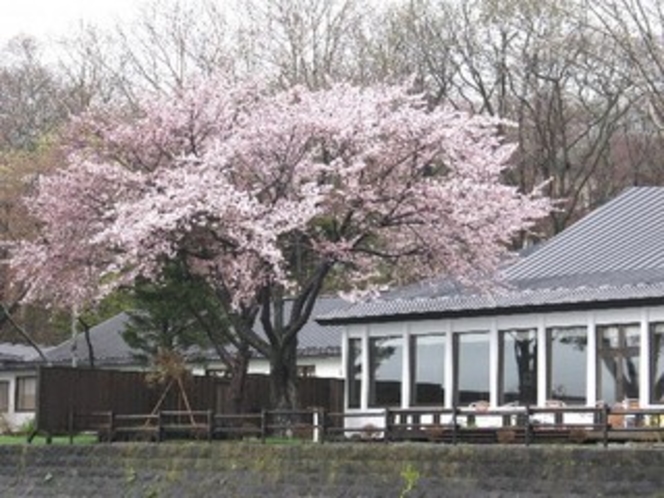 ５月桜の頃