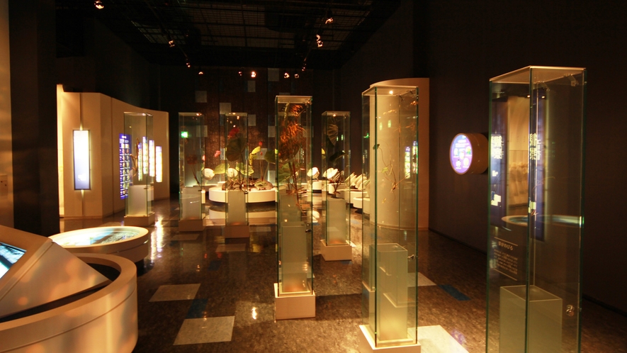 #古代蓮会館－1階展示室では蓮に関する様々な資料が展示