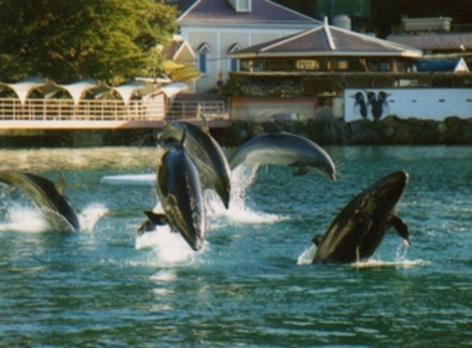 下田海中水族館　イルカショー