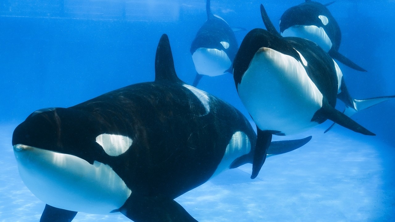 鴨川シーワールド