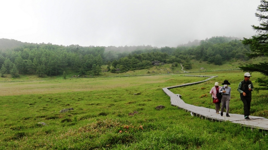 1,000種の高山植物が咲き誇る「池の平湿原」