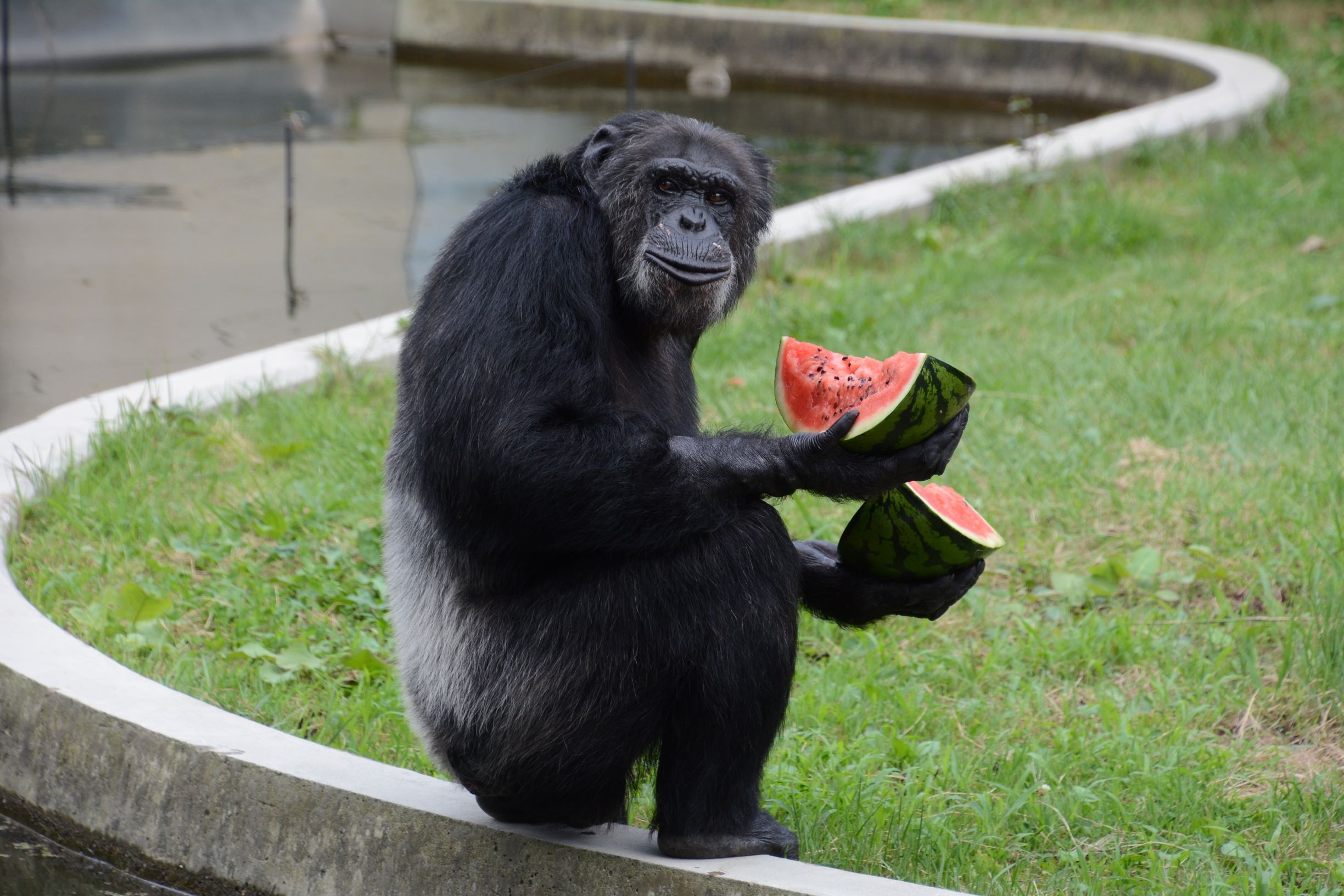 「秋田市大森山動物園あきぎんオモリンの森」入場券付きプラン【朝食付き】