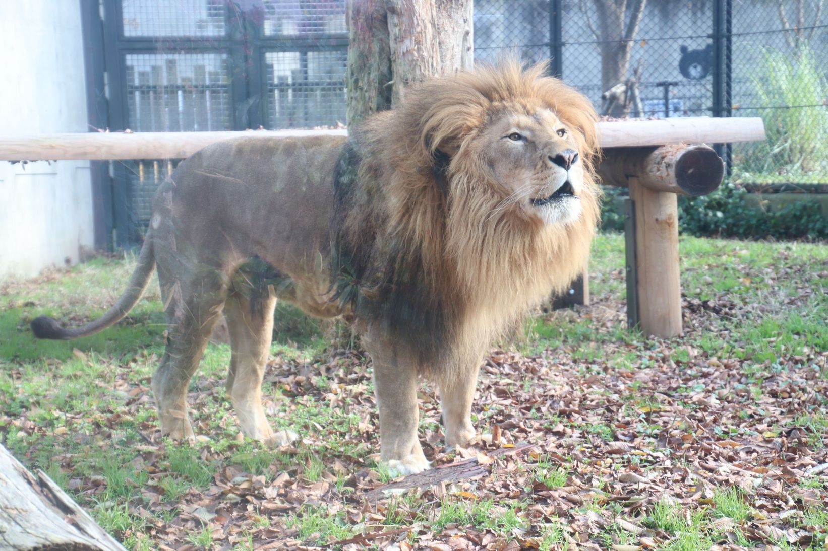 「秋田市大森山動物園あきぎんオモリンの森」入場券付きプラン【朝食付き】