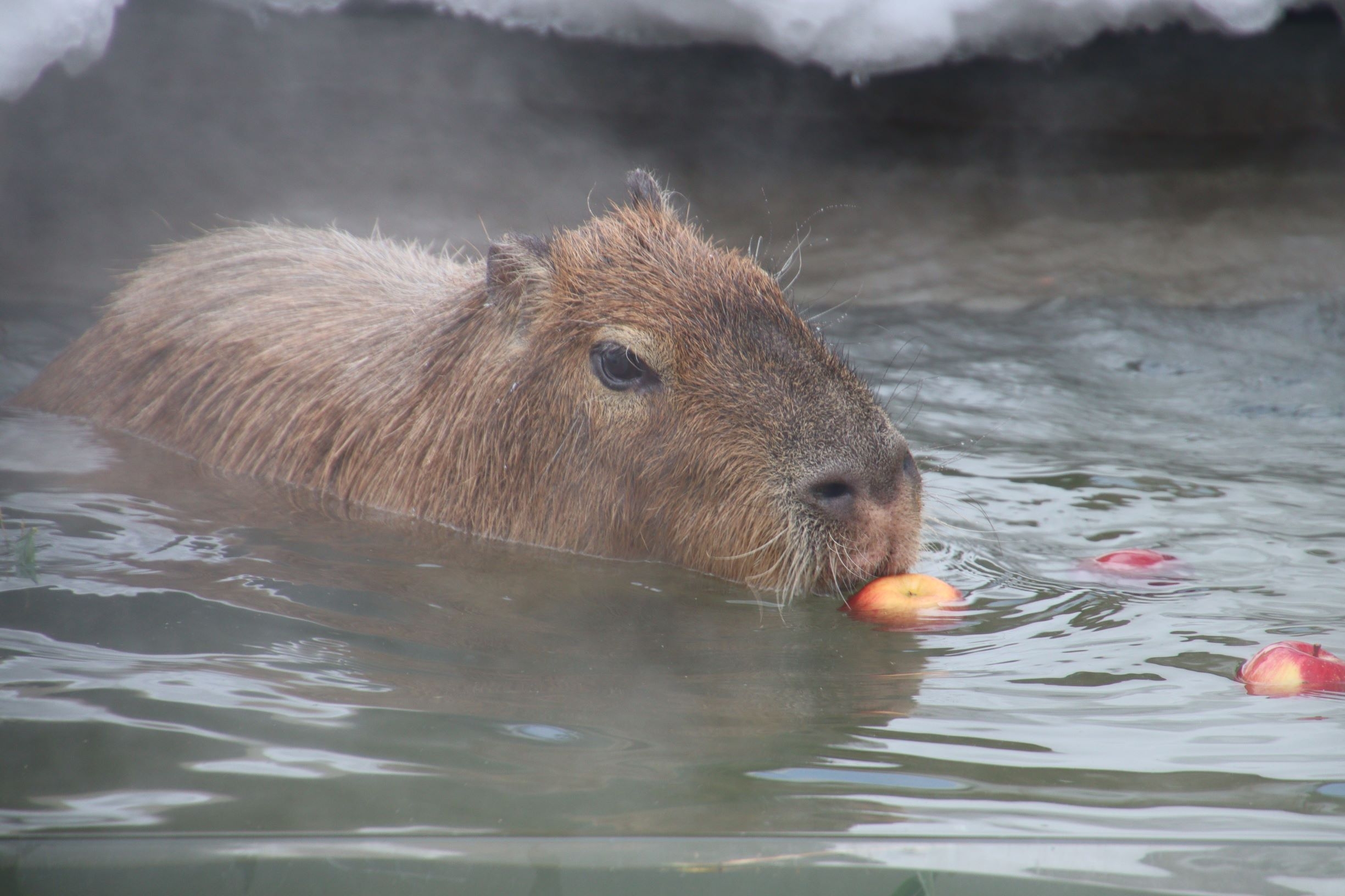 「秋田市大森山動物園あきぎんオモリンの森」入場券付きプラン【朝食付き】