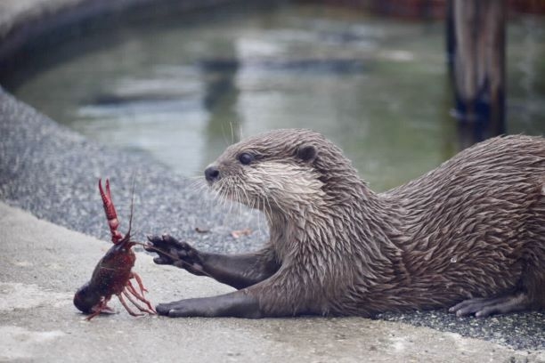 「秋田市大森山動物園あきぎんオモリンの森」入場券付きプラン【食事なし】