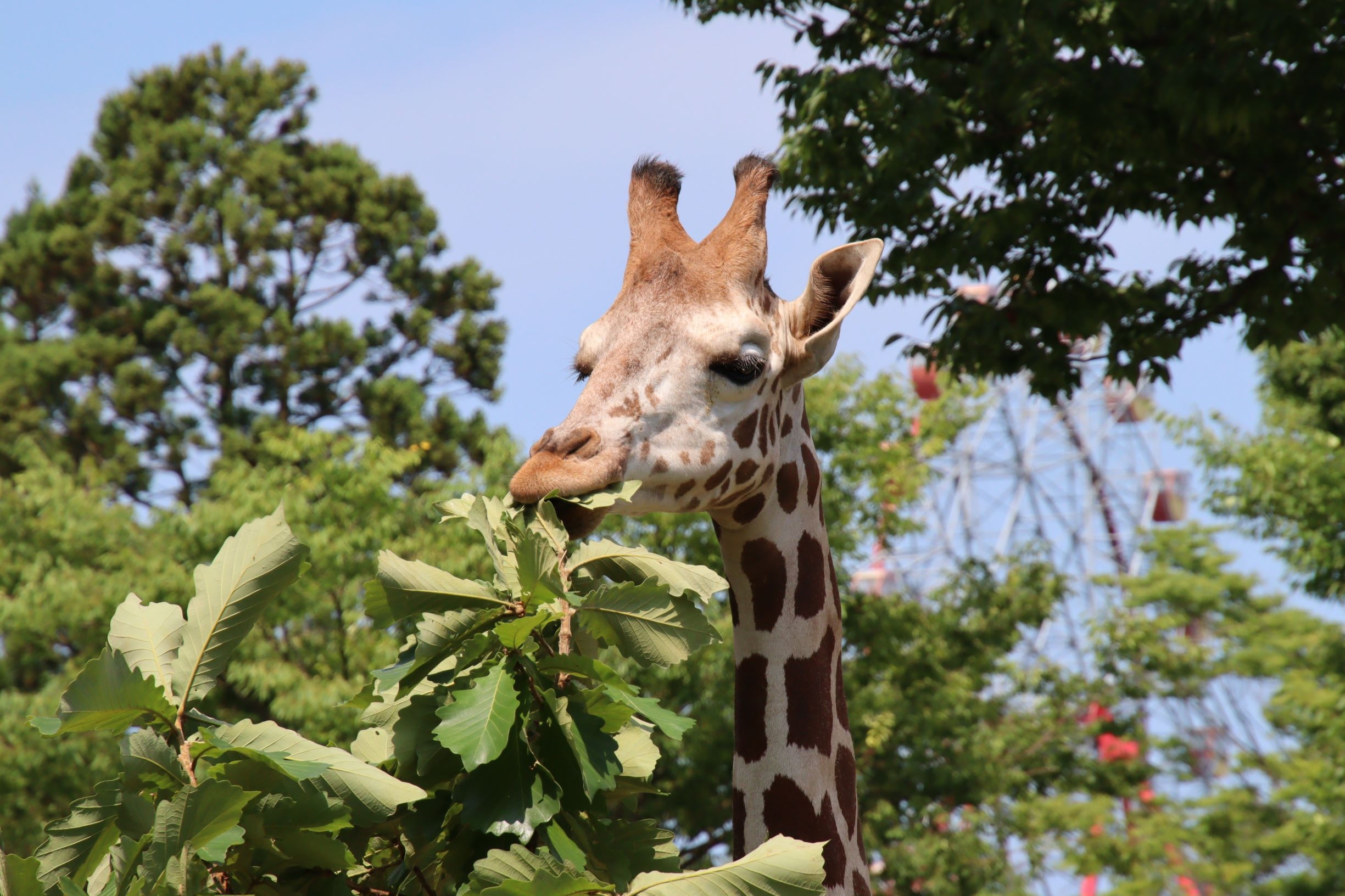 「秋田市大森山動物園あきぎんオモリンの森」入場券付きプラン【食事なし】