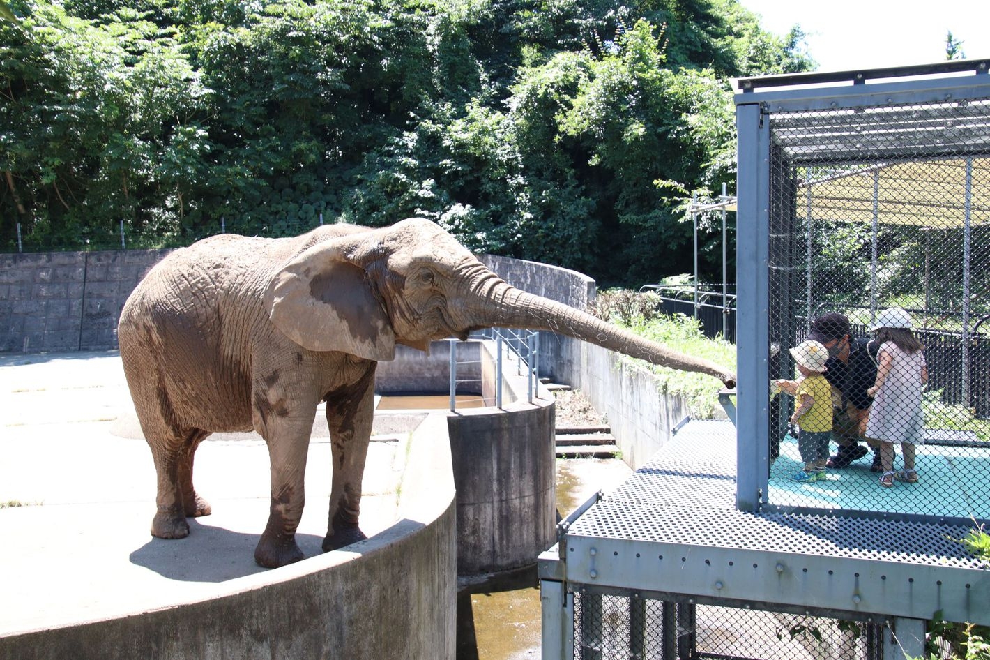 「秋田市大森山動物園あきぎんオモリンの森」入場券付きプラン【食事なし】