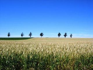 メルヘンの丘の麦畑
