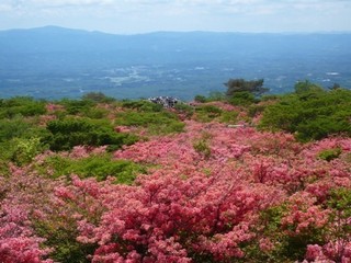 ◆春◆八幡のツツジ