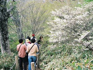 ◆春◆マウントジーンズの ゴヨウツツジ