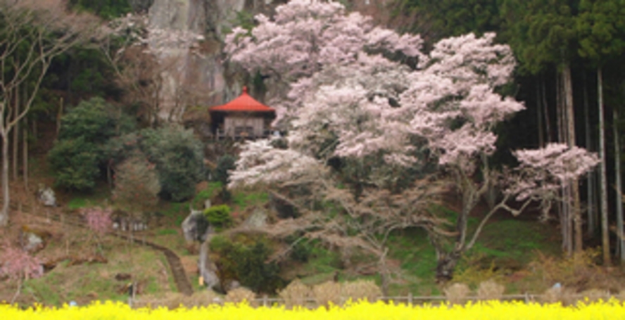 ◆春◆芦野地区　桜