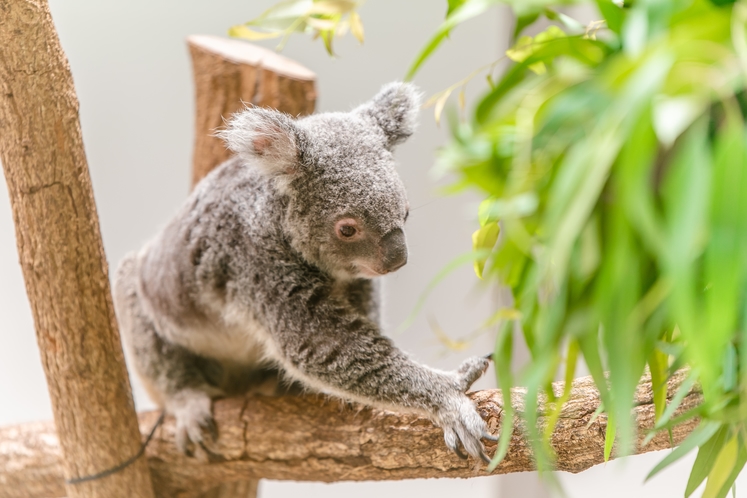 平川動物園のコアラ