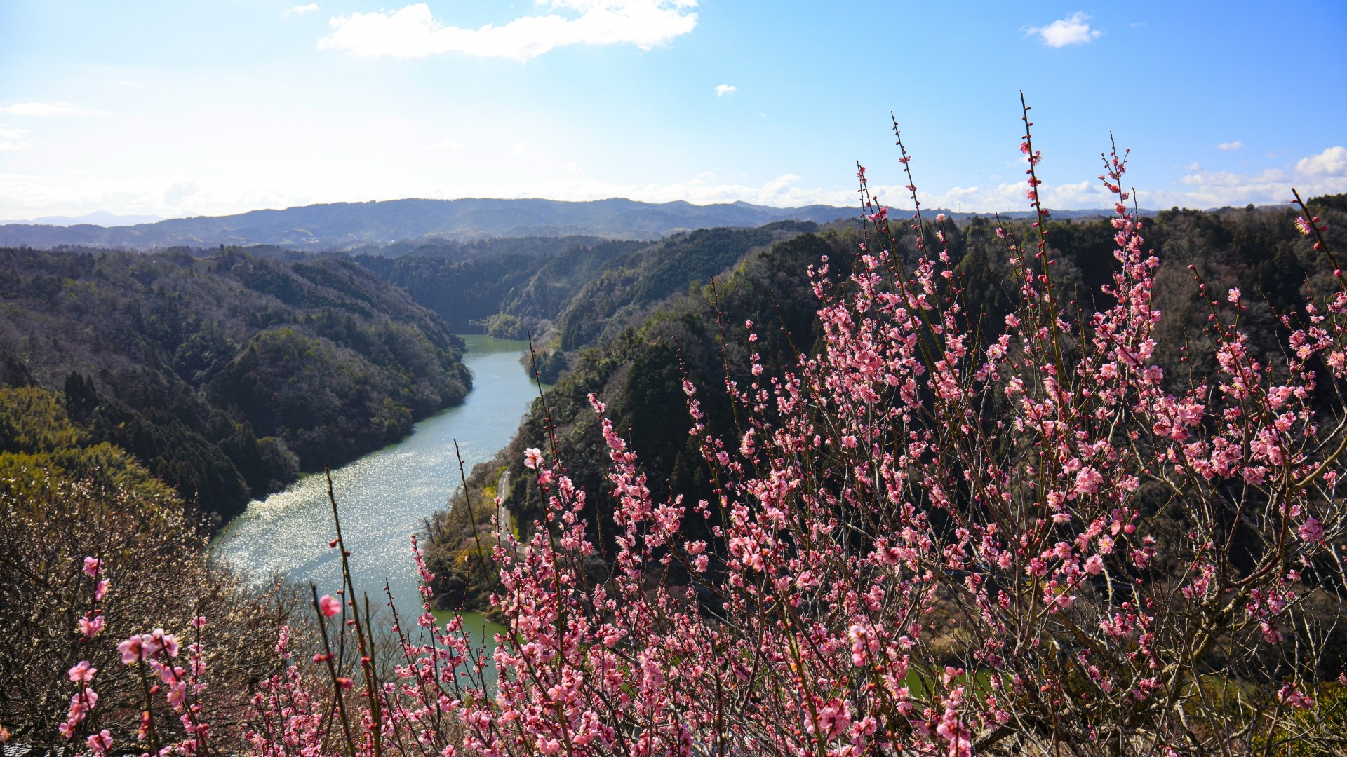 月ヶ瀬梅渓（月ヶ瀬梅林）