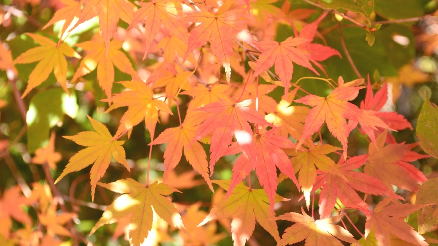 【秋】敷地内では、例年10月下旬～11月上旬が紅葉の見頃。