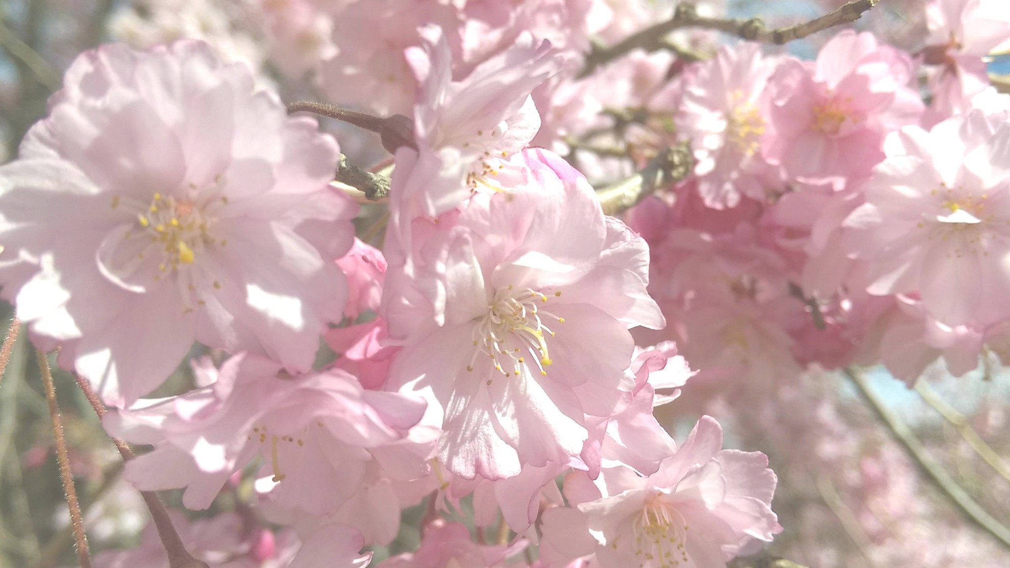 【春】八ヶ岳エリアでは、3月下旬～4月中旬まで桜がお楽しみ頂けます♪