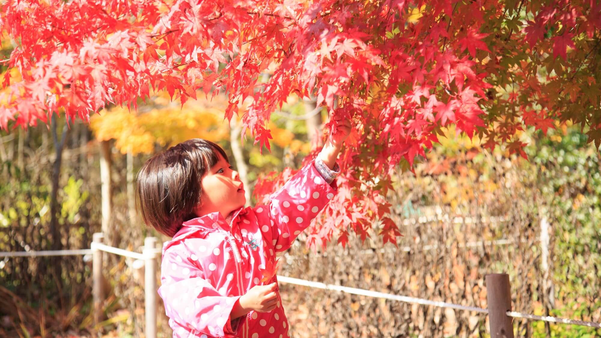 【秋】敷地内の紅葉