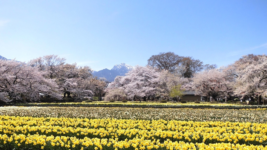 【春】神代桜のある実相寺にはスイセンの花もキレイですよ♪