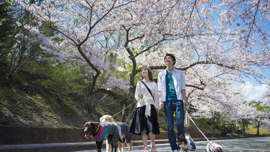 伊豆高原駅前　桜トンネル