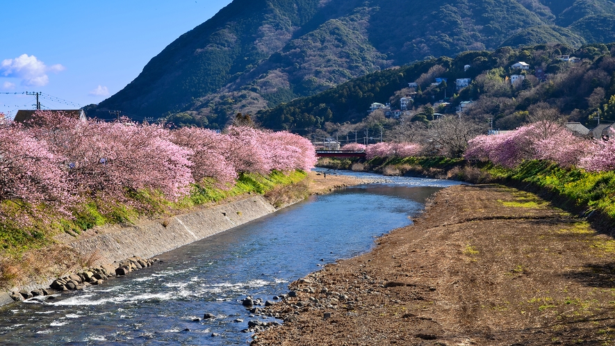 河津桜