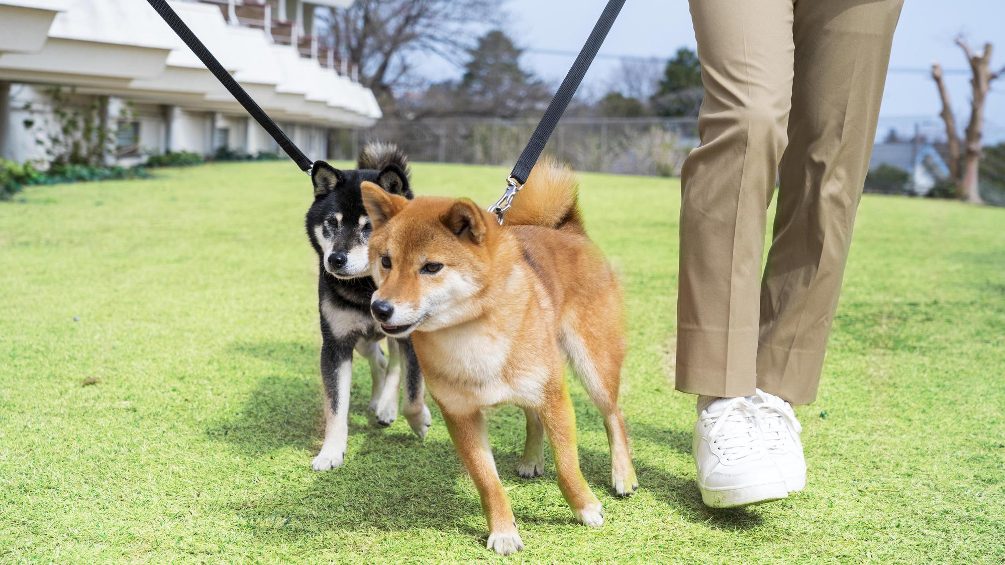 海の見える芝生広場：ご利用イメージ