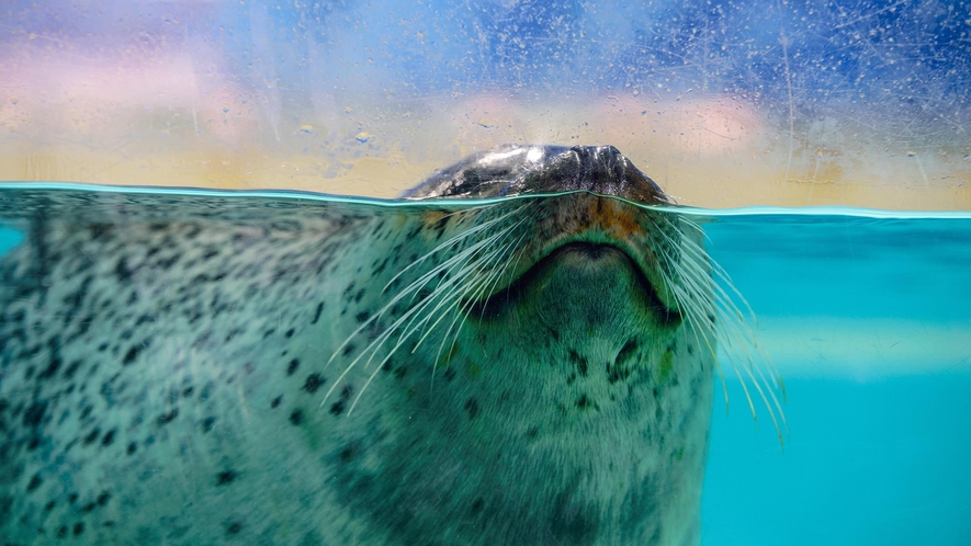 【下田海中水族館】アザラシも！