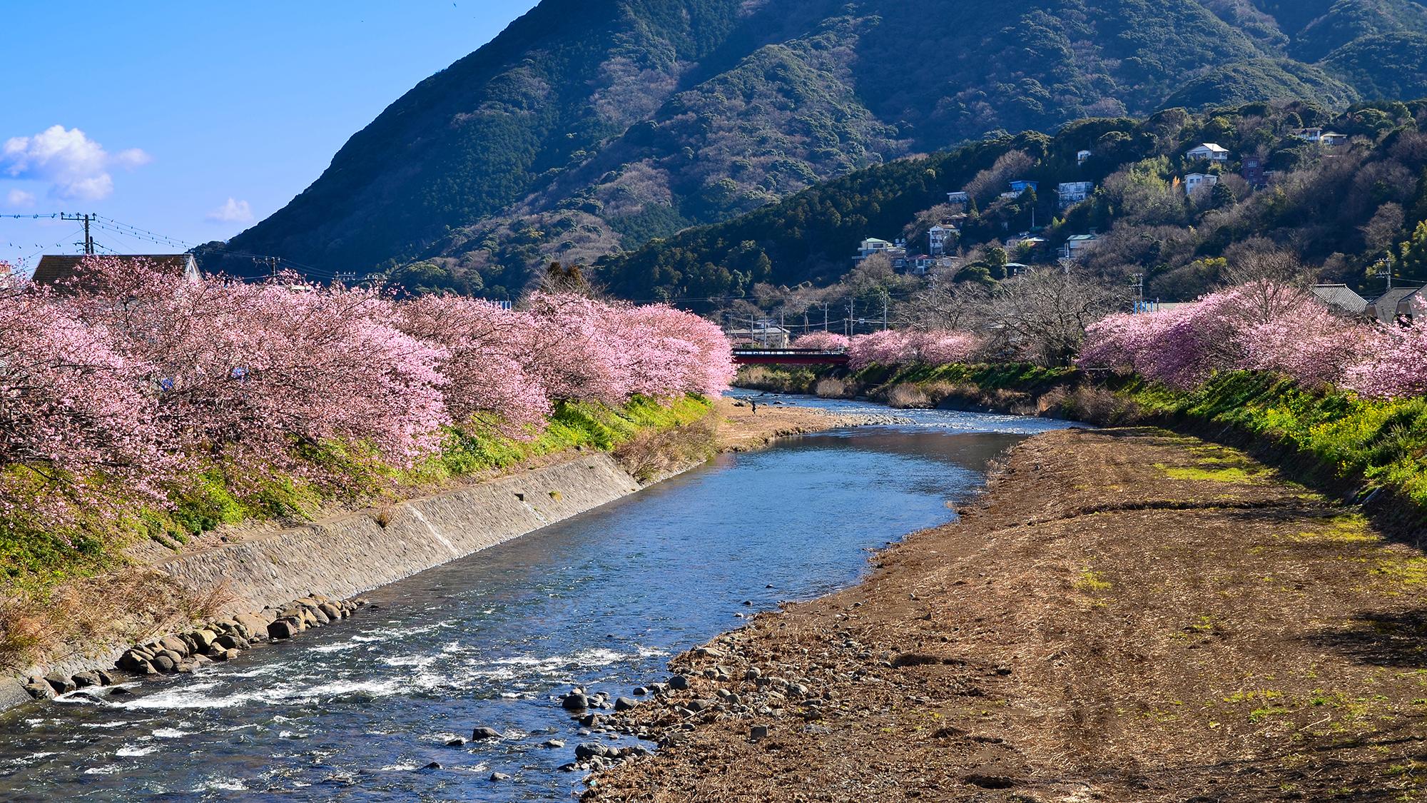 河津桜