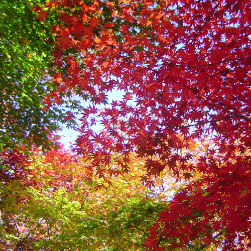 Maple