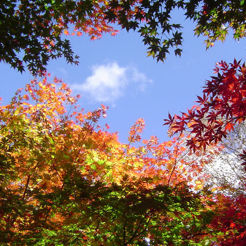 Autumn sky