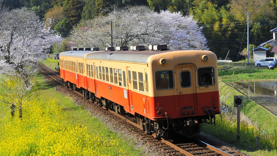 小湊鉄道　菜の花畑／宿から車で約25分