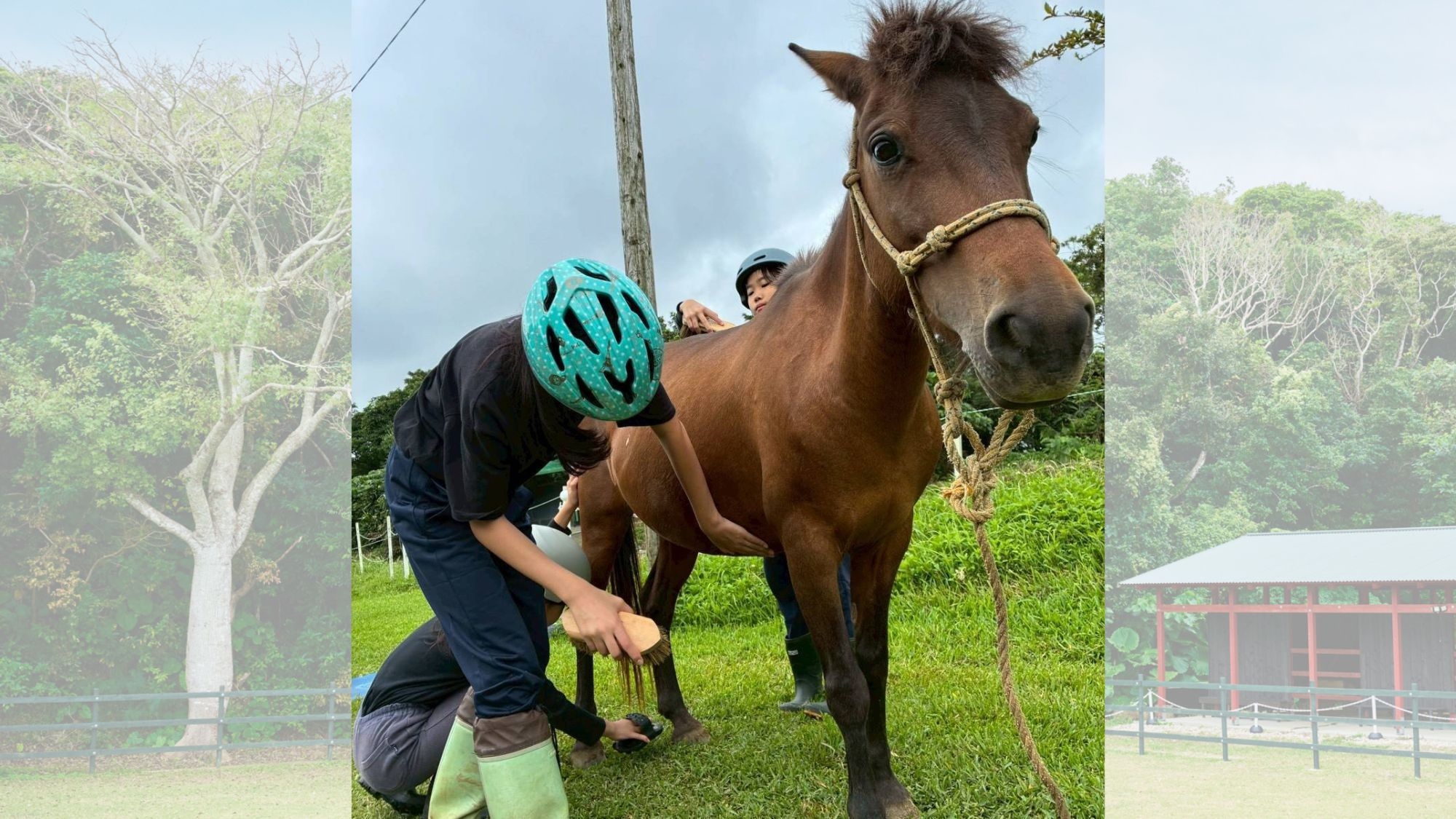#【7月27日〜29日開催】ヨナグニウマ飼育体験☆小学生夏休みの自由研究におすすめ！朝食付※雨天決行