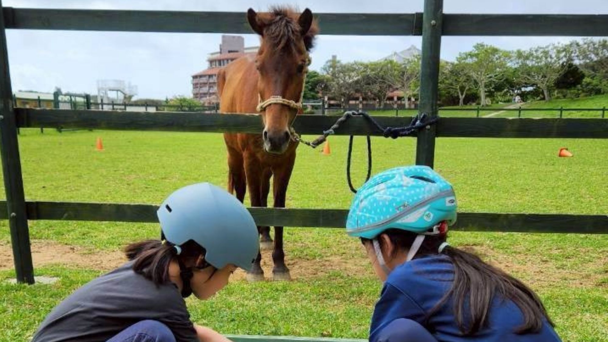 #【8月1日〜3日開催】ヨナグニウマ飼育体験☆小学生夏休みの自由研究におすすめ！朝食付※雨天決行