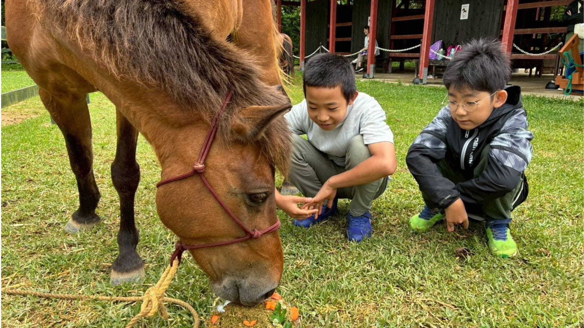 #【7月27日〜29日開催】ヨナグニウマ飼育体験☆小学生夏休みの自由研究におすすめ！朝食付※雨天決行