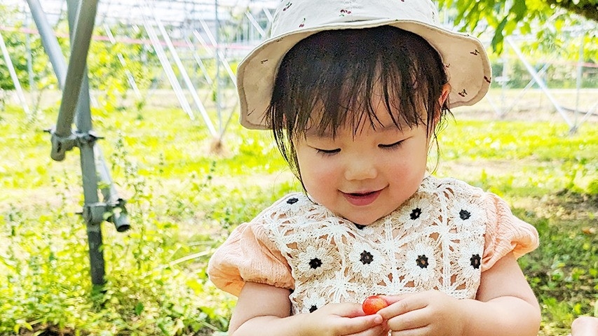 【朝摘みさくらんぼ狩り〇2食付】山形のさくらんぼ、まるごと：感動体験！山形の旬満載和洋中折衷会席