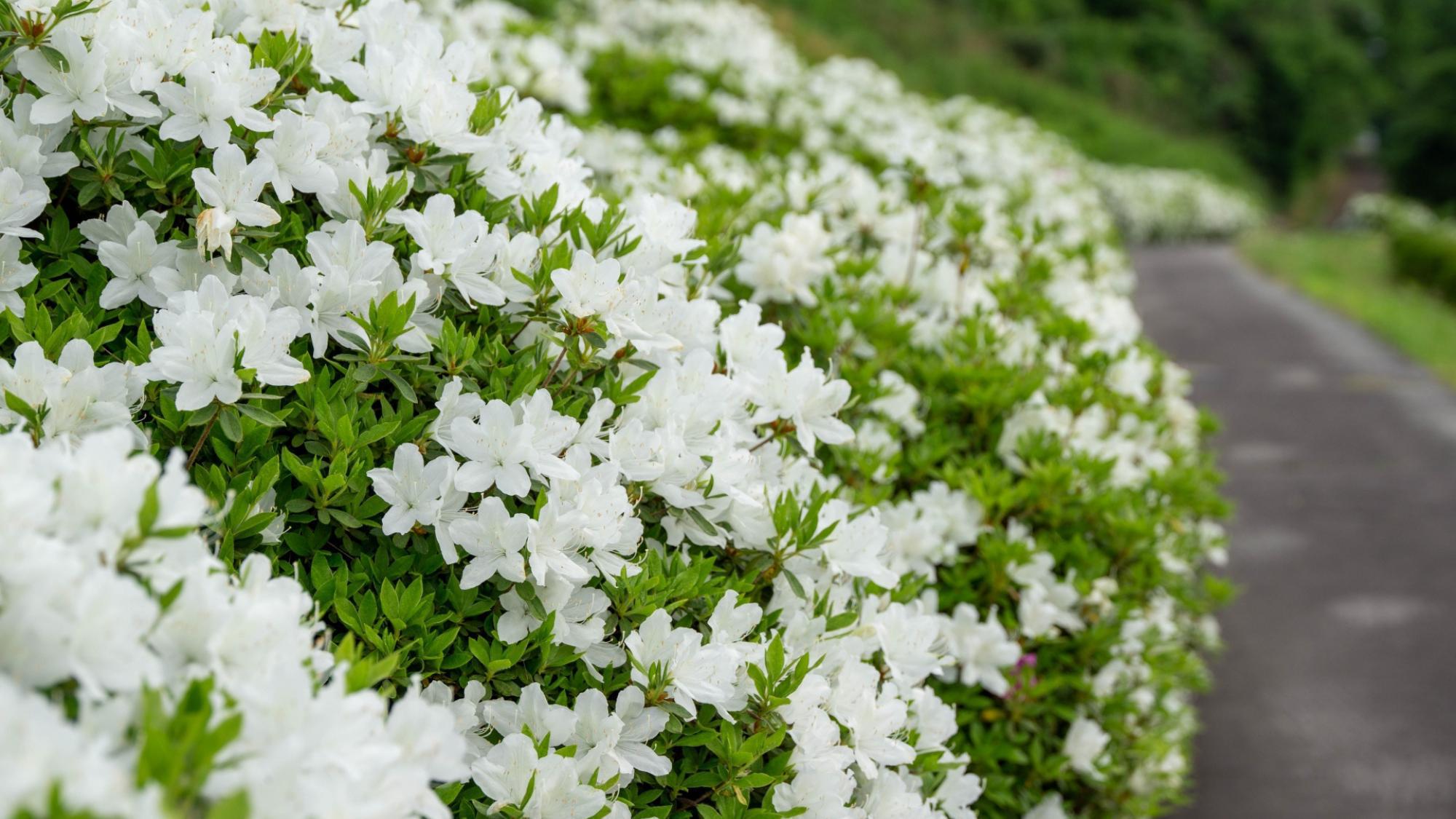 【さがえ春花まつり】お土産特典付き♪つつじ咲き誇る春の祭典と温泉の癒しのひととき〇季節の和洋中会席