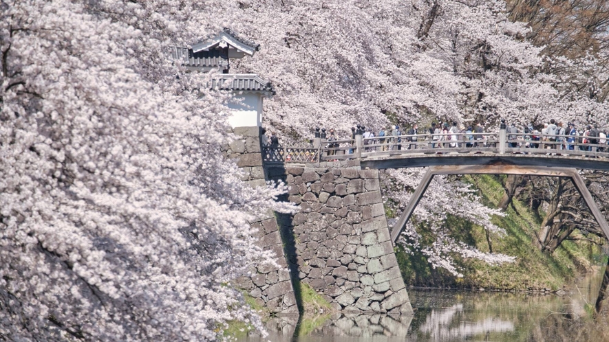 霞城公園は約1500本の桜があり、夜桜も楽しめる人気のお花見スポットです