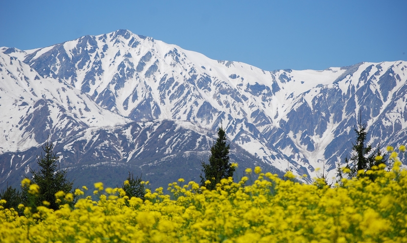 ■代掻き馬　菜の花と雪山の美しいコントラスト