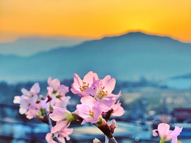 sakura 蔵王を背景に桜を