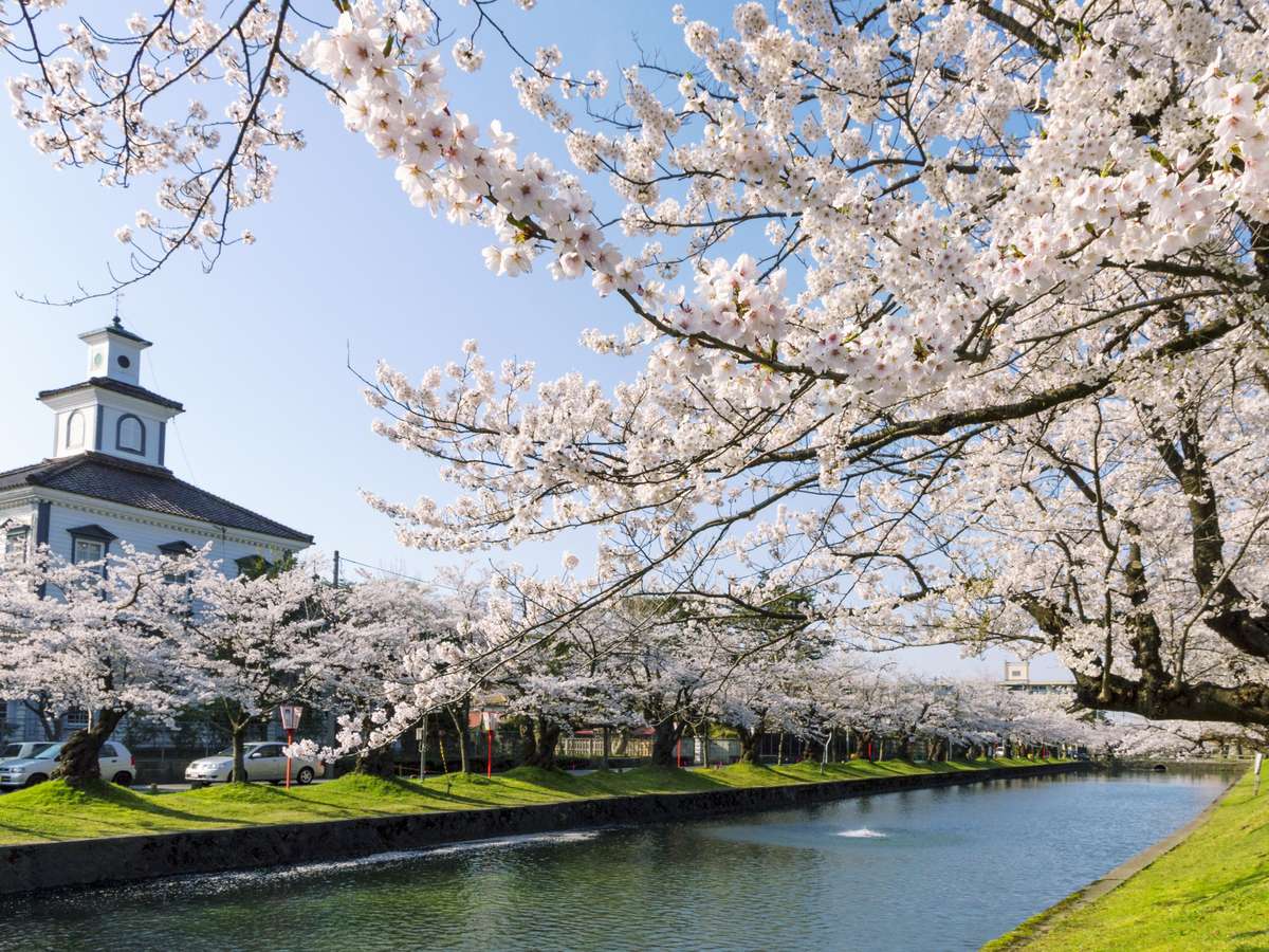 鶴岡公園 桜