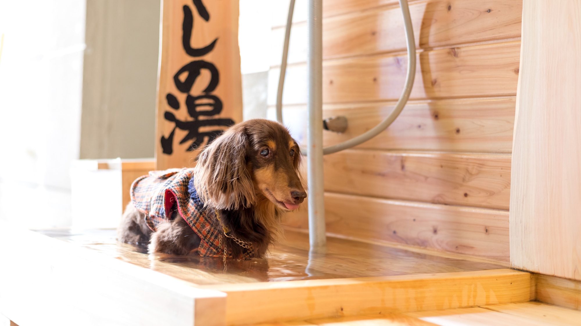 【ワンちゃん専用・いやしの湯】温泉旅館だからこそできるワンちゃんの足湯