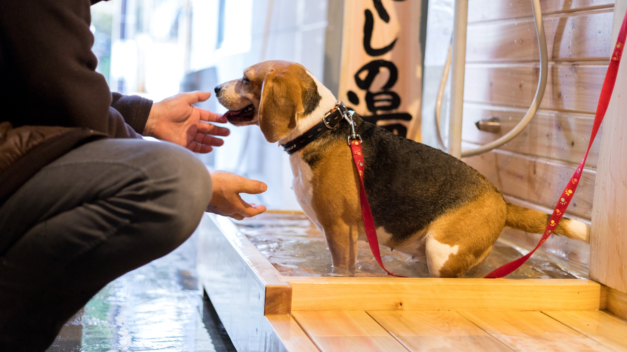 【ワンちゃん専用・いやしの湯】温泉旅館だからこそできるワンちゃんの足湯